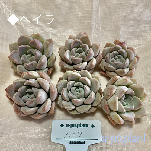 多肉植物 韓国苗 アイボリーパゴダ 2株 発根済み アイボリーバゴダ