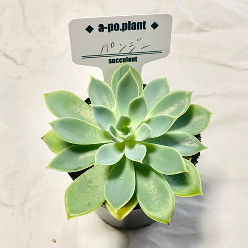 第四種送料無料◇パンジー◇多肉植物 韓国苗 多肉植物 a-po.plant 通販
