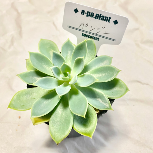 第四種送料無料◇パンジー◇多肉植物 韓国苗 多肉植物 a-po.plant 通販