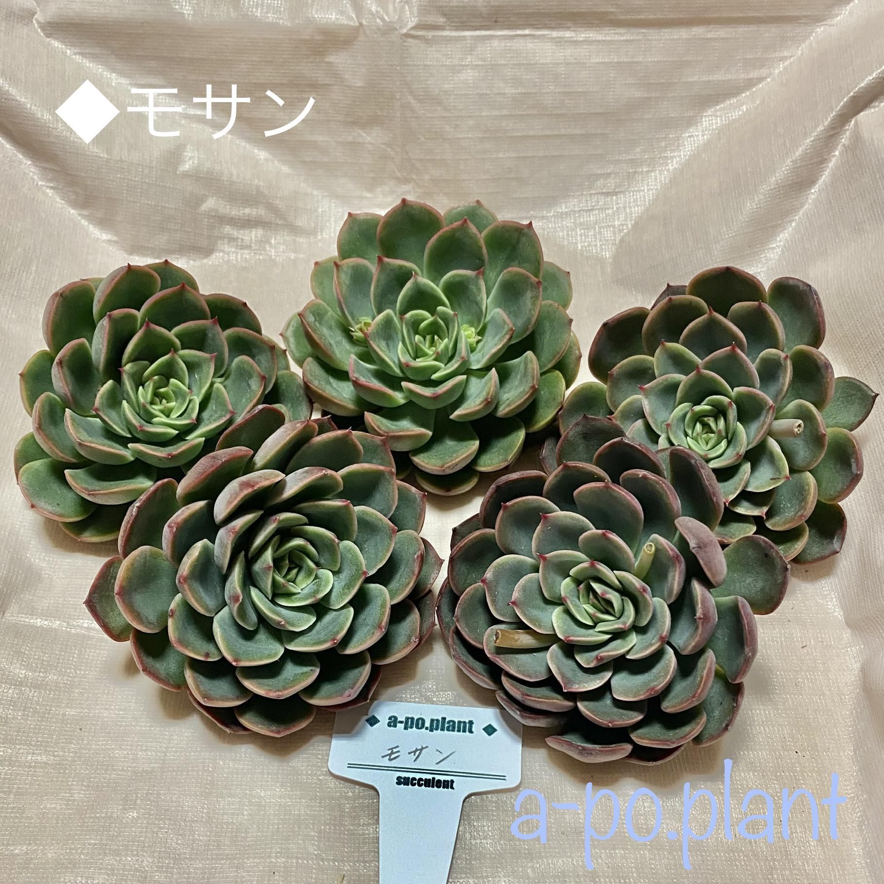 モーサン 抜き苗 多肉植物 エケベリア 遠き