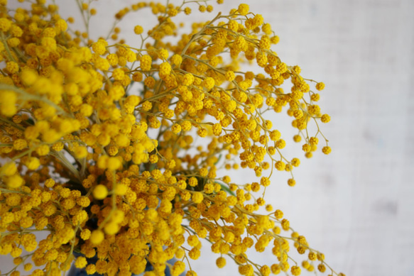 今期終了♦︎インテリアフラワー＊ドライミモザ×ネイビーブルー 4枚目の画像