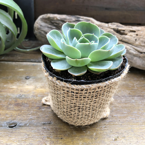 七福神♡エケベリア♡多肉植物♡インテリア アートフラワー パリ