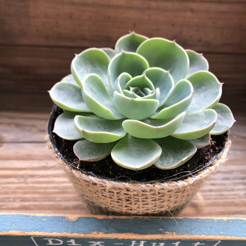 七福神♡エケベリア♡多肉植物♡インテリア アートフラワー パリ