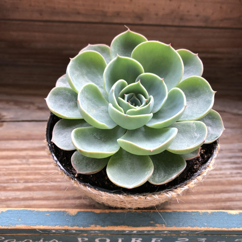 七福神♡エケベリア♡多肉植物♡インテリア アートフラワー パリ