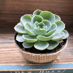 七福神♡エケベリア♡多肉植物♡インテリア アートフラワー パリ
