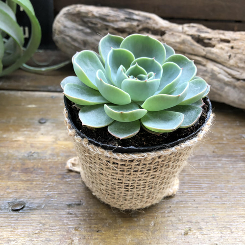 七福神♡エケベリア♡多肉植物♡インテリア アートフラワー パリ