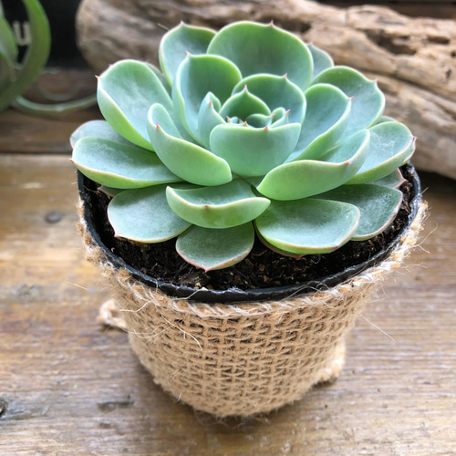 七福神♡エケベリア♡多肉植物♡インテリア アートフラワー パリ