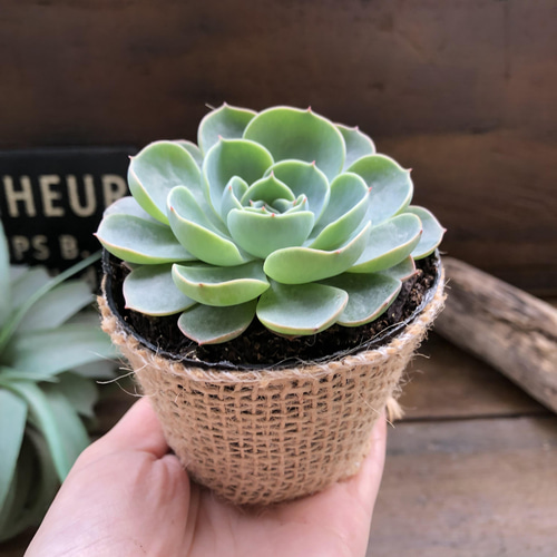 七福神　⑥ 多肉植物エケベリア 厳選 枝分かれ株！ 大株 エケベリア 多肉 七福神 その他インテリア雑貨