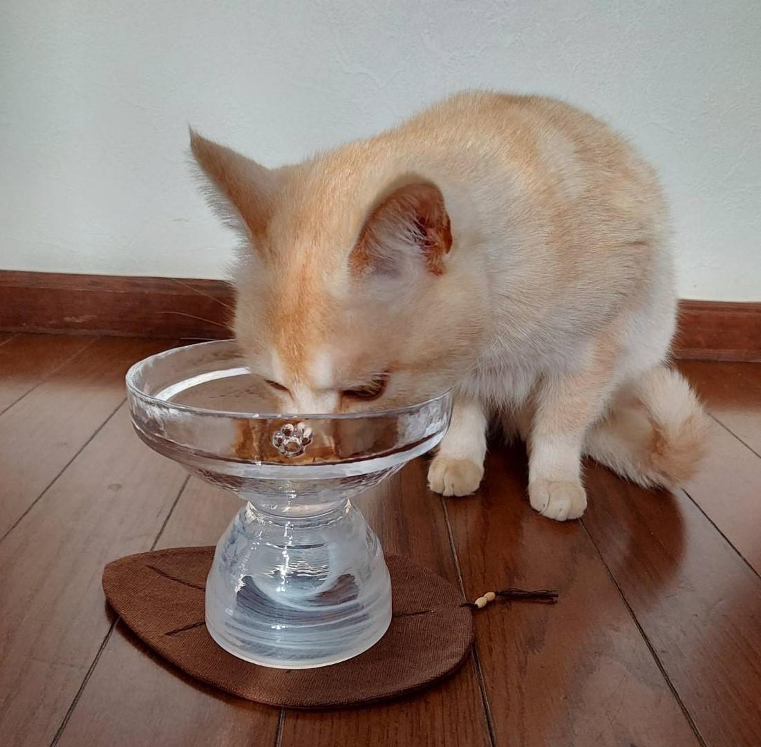 猫 フードボウル LOWタイプ ホワイト 猫用食器 ガラス製 猫ごはん CAT