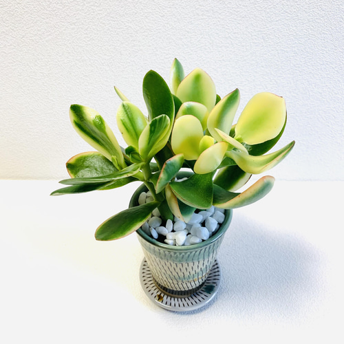 金のなる木 花月 きらめき 斑入り 多肉植物 鉢植え 植木鉢 小鹿田焼