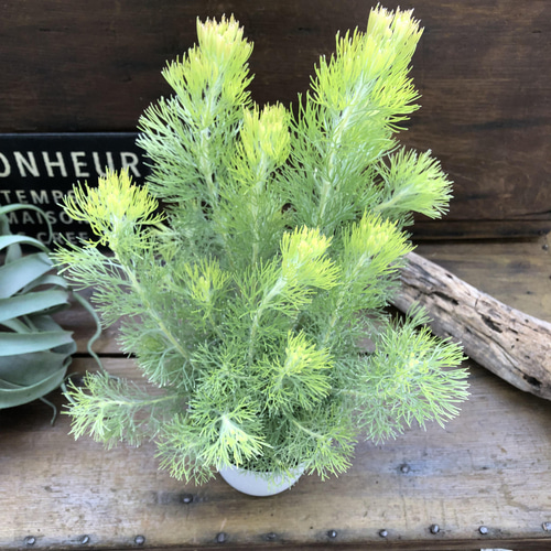 ビジネスバック アデナンサス ウーリーブッシュ | alamiah.edu.sa