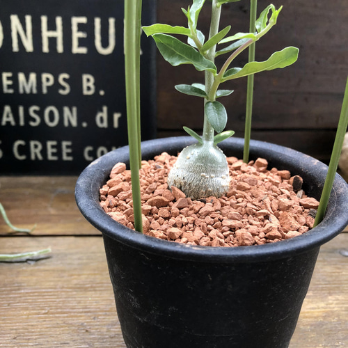 火星人 フォッケアエデュリス♡塊根植物♡インテリア♡観葉植物 アート
