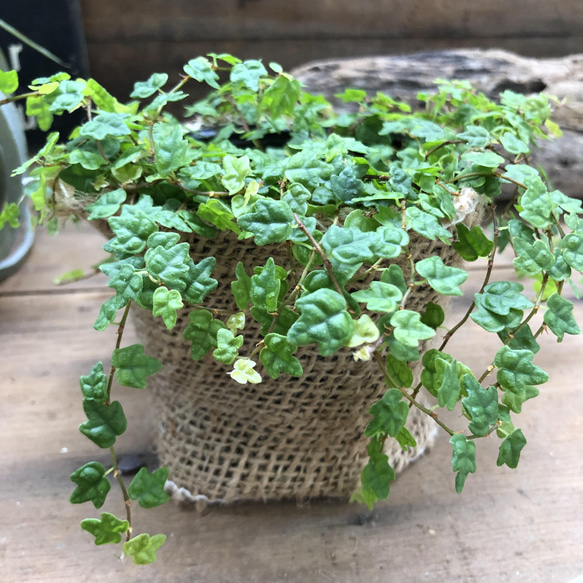 超最新品種♡天使のいたずら♡もみじ葉プミラ♡クエルギフォリア♡観葉植物 5枚目の画像