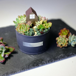 【Succulent Cuttings Assorted Pack(6 pieces)】〜多肉植物カット苗〜 1枚目の画像