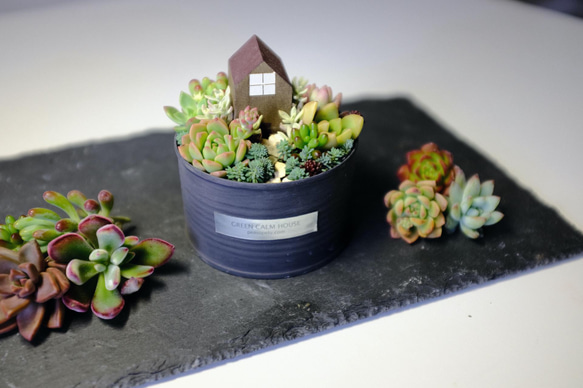 【Succulent Cuttings Assorted Pack(6 pieces)】〜多肉植物カット苗〜 1枚目の画像