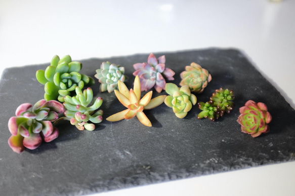 【Succulent Cuttings Assorted Pack(6 pieces)】〜多肉植物カット苗〜 4枚目の画像