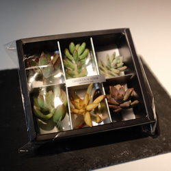 【Succulent Cuttings Assorted Pack(6 pieces)】〜多肉植物カット苗〜 3枚目の画像