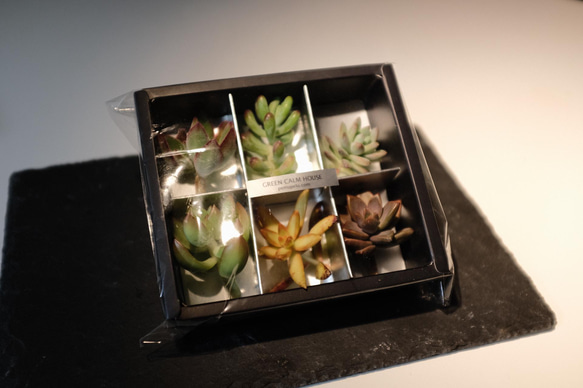 【Succulent Cuttings Assorted Pack(6 pieces)】〜多肉植物カット苗〜 3枚目の画像