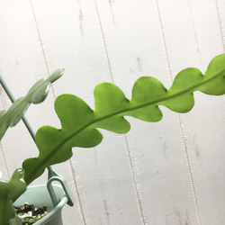 エピフィルム・アングリガー / epiphyllum anguliger / フィッシュボーンカクタス 吊り鉢 6枚目の画像