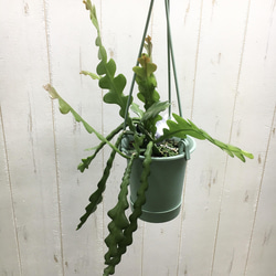 エピフィルム・アングリガー / epiphyllum anguliger / フィッシュボーンカクタス 吊り鉢 3枚目の画像