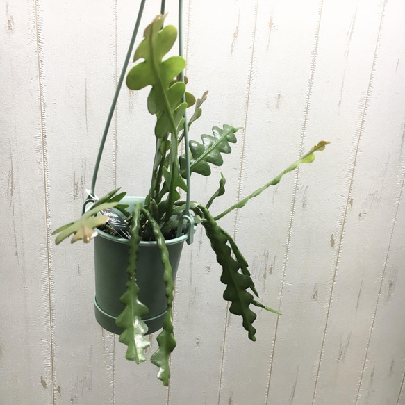 エピフィルム・アングリガー / epiphyllum anguliger / フィッシュボーンカクタス 吊り鉢 2枚目の画像