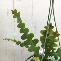 エピフィルム・アングリガー / epiphyllum anguliger / フィッシュボーンカクタス 吊り鉢 4枚目の画像