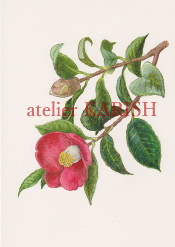 日本全国送料無料商品 | 特集 | 椿 水彩画 絵画 銀のフレーム
