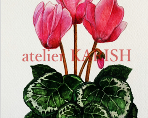 水彩画原画【シクラメン】A5サイズ イラスト atelier KARISH 水彩画原画【シクラメン】A5サイズ イラスト atelier KARISH