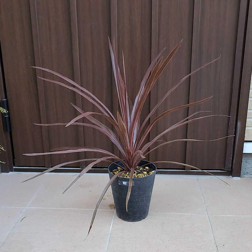 コルジリネレッドスター 鉢植え カラーリーフ 観葉植物 ドライガーデン