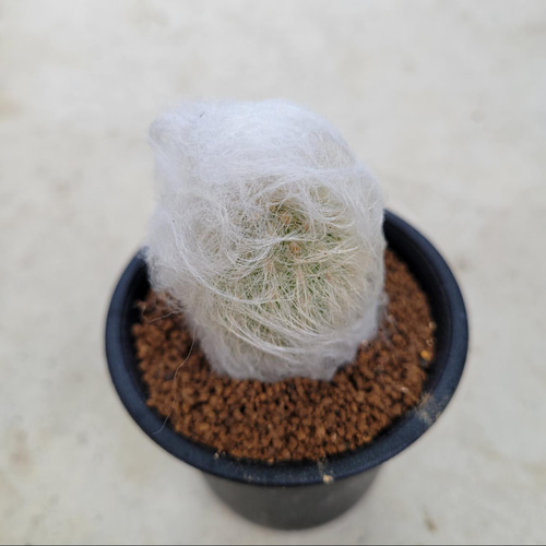 多肉植物❤サボテン❤白宮殿❤抜き苗 その他インテリア雑貨 ✰Pan 