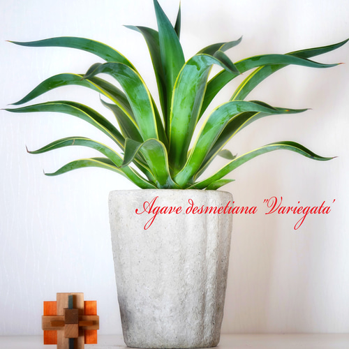 模様替え＊おうち時間に＊アガベ ベネズエラ錦6寸 セメント鉢