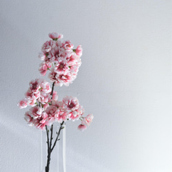 咲き続ける桜(山桜)　グラデーションピンク　マジカルウォーター　癒しのフラワーインテリア　お花見　 2枚目の画像