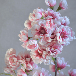 咲き続ける桜(山桜)　グラデーションピンク　マジカルウォーター　癒しのフラワーインテリア　お花見　 5枚目の画像