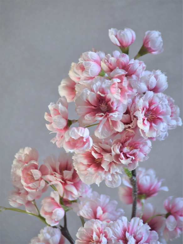 咲き続ける桜(山桜)　グラデーションピンク　マジカルウォーター　癒しのフラワーインテリア　お花見　 5枚目の画像