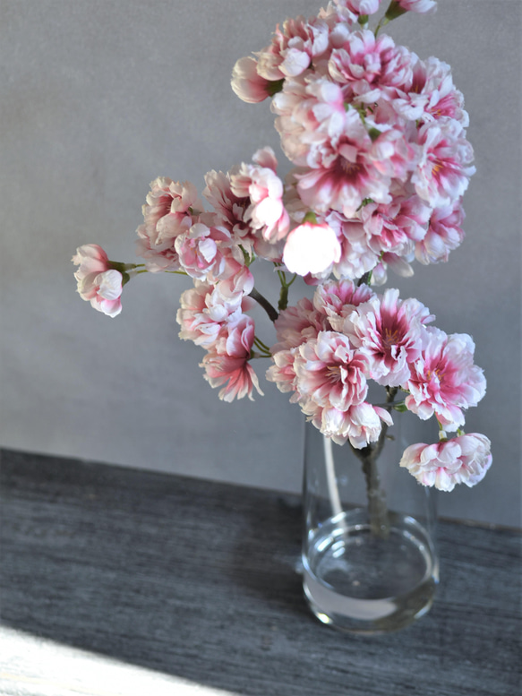咲き続ける桜(山桜)　グラデーションピンク　マジカルウォーター　癒しのフラワーインテリア　お花見　 4枚目の画像