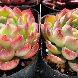 オレンジアイス　エケベリア　韓国苗　多肉植物 2枚目の画像