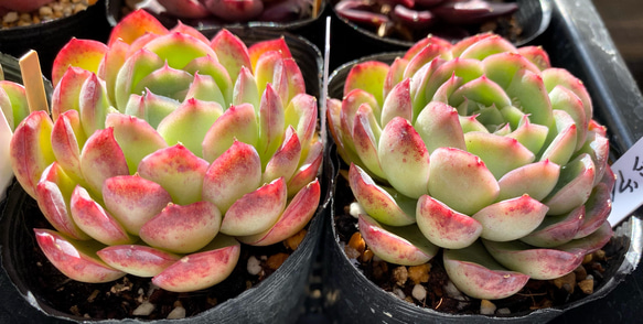 オレンジアイス　エケベリア　韓国苗　多肉植物 2枚目の画像