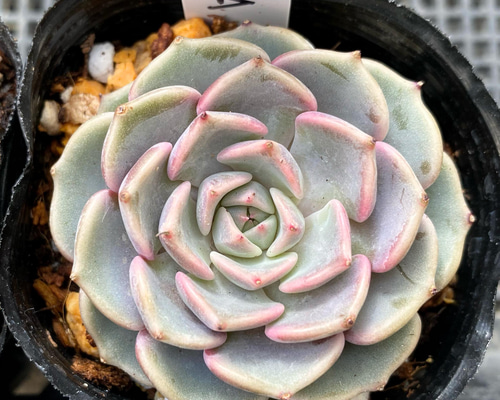 多肉植物　アモエナ　②　韓国苗 コレクションと化しているアモエナとロンギシマ。 | 多肉に