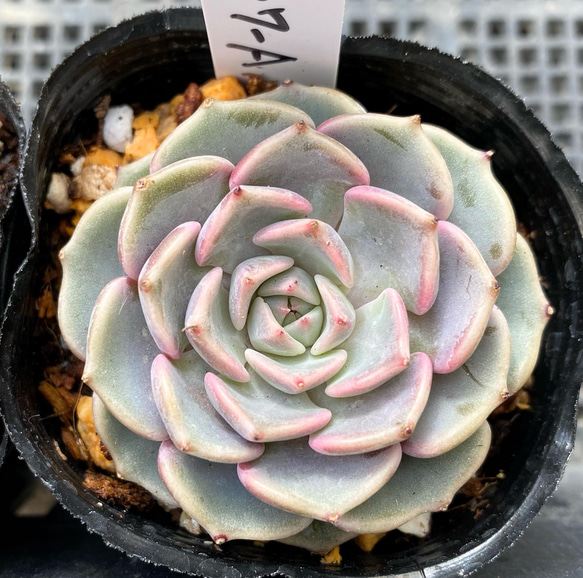 GWセール　多肉植物　チョコゴーサ　韓国苗 GWセール 多肉植物 チョコゴーサ 韓国苗