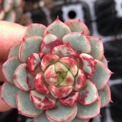 セール 新品種 厳選美苗 エケベリア 花火 小苗 抜き苗 2-3cm 多肉植物