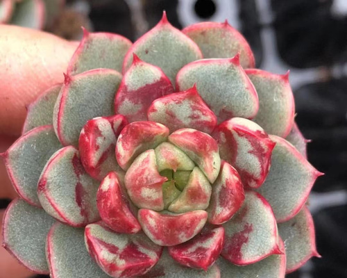 セール 新品種 厳選美苗 エケベリア 花火 小苗 抜き苗 2-3cm 多肉植物