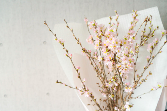 【おうちお花見に最適】本物のさくらの枝を可愛い色でラッピング　おまかせ桜の枝60cm × 10本セット 8枚目の画像