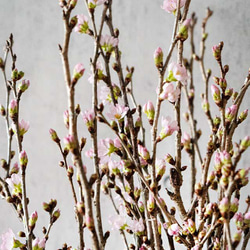 【おうちお花見に最適】本物のさくらの枝を可愛い色でラッピング　おまかせ桜の枝60cm × 10本セット 5枚目の画像