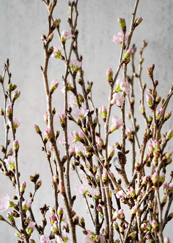 【おうちお花見に最適】本物のさくらの枝を可愛い色でラッピング　おまかせ桜の枝60cm × 10本セット 5枚目の画像