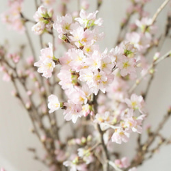【おうちお花見に最適】本物のさくらの枝を可愛い色でラッピング　おまかせ桜の枝60cm × 10本セット 4枚目の画像