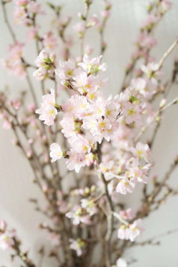 【おうちお花見に最適】本物のさくらの枝を可愛い色でラッピング　おまかせ桜の枝60cm × 10本セット 4枚目の画像