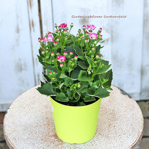 花鉢 ペリカリス フルエトワール 4号ポット 木立性セネシオ サイネリア