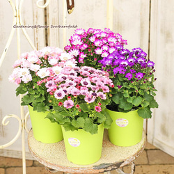 鉢花 ERIRA 455ccdf33c65deeaff2e3f78c53195