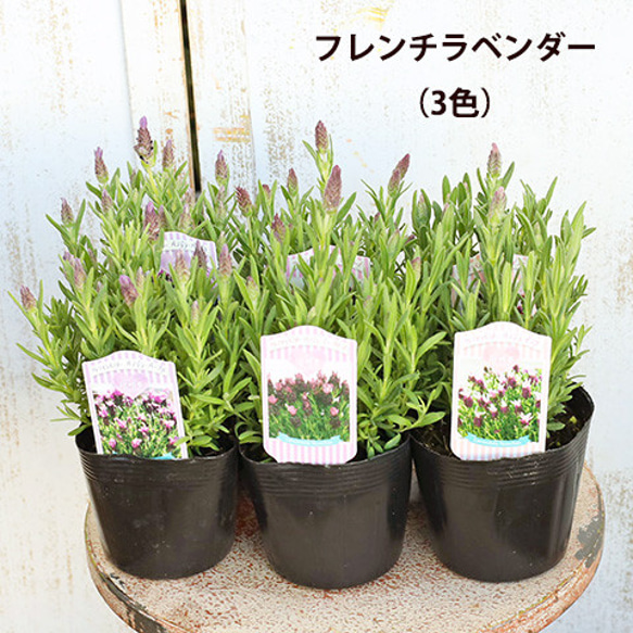 ラベンダーローズ　ポット ラベンダーローズ ポット