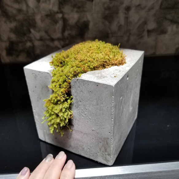 427★train yellow モルタル雑貨　（お任せ植物付き） 初めてお迎えしたモルタル造形 可愛すぎてさっそく寄せ植え🤭🌱